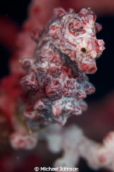 Little Pygmy Sea Horse found by Divemaster Shrek at the A... by Michael Johnson 